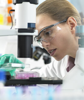 Cell Research, Scientist placing a multi well plate under the microscope ready to examine cells in the laboratory - ABRF00292