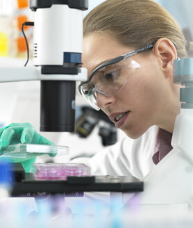 Zellforschung, Wissenschaftler, der eine Multi-Well-Platte unter das Mikroskop hält, um Zellen im Labor zu untersuchen - ABRF00292