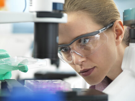 Cell Research, Scientist placing a multi well plate under the microscope ready to examine cells in the laboratory - ABRF00295