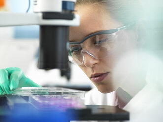 Cell Research, Scientist placing a multi well plate under the microscope ready to examine cells in the laboratory - ABRF00296