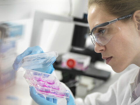 Zellforschung, Wissenschaftler bei der Betrachtung von Zellen in einer Multiwellplatte während eines Experiments im Labor, lizenzfreies Stockfoto