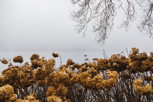 Slowenien, Gorenjska, Bled, Ufer des Bleder Sees mit kahlen Ästen und trockenen Pflanzen an einem nebligen Wintermorgen - FLMF00128