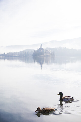 Slowenien, Gorenjska, Bled, Paar Stockenten schwimmen auf dem Bleder See mit der Insel Bled im Hintergrund an einem nebligen Wintermorgen, lizenzfreies Stockfoto