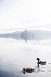 Slovenia, Gorenjska, Bled, couple of Mallard ducks swimming on Bled lake with Bled island behind on a foggy winter morning - FLMF00133