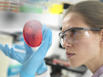 Scientist examining cultures growing in petri dishes in the laboratory - ABRF00310