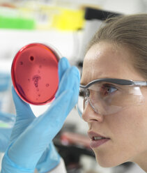 Wissenschaftlerin bei der Untersuchung von Kulturen, die in Petrischalen im Labor wachsen - ABRF00311