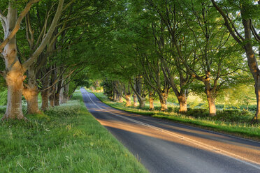 Von Bäumen gesäumte Straße bei Wimborne, Dorset, England, UK - RUEF02074