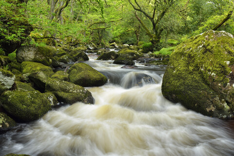 Fluss Plym , Dewerstone Wood, Dewerstone Wood, ,Dartmoor National Park, Devon, England, Vereinigtes Königreich, lizenzfreies Stockfoto