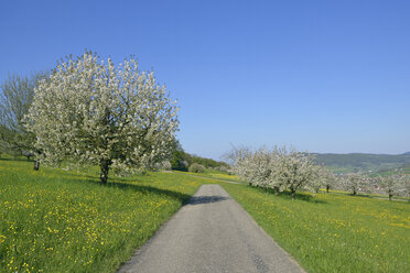 Landscape with Cherry trees in blossom and small rural road, Basel Canton Basel, Switzerland - RUEF02081