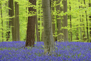 Blauglockenblüten in einem Laubwald im Vorfrühling, Hallerbos, Flandern, Belgien - RUEF02082