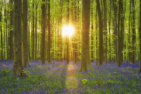 Blauglockenblüten in einem Laubwald im Vorfrühling, Hallerbos, Flandern, Belgien - RUEF02083