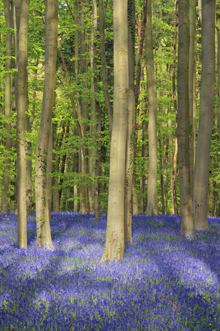 Blauglockenblüten in einem Laubwald im Vorfrühling, Hallerbos, Flandern, Belgien, lizenzfreies Stockfoto