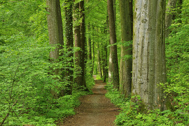 Footpath through forest in spring, Bavaria, Germany - RUEF02086