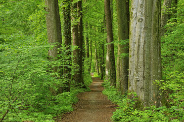 Fußweg durch den Wald im Frühling, Bayern, Deutschland - RUEF02086