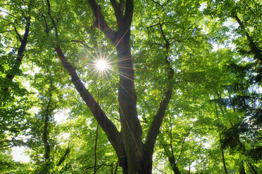 Sonne und Sonnenstrahlen durch Blätter eines Baumes, Baden-Württemberg, Deutschland - RUEF02088