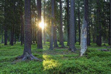 Sonne mit Sonnenstrahlen in einem Wald am Morgen, Dolomiten, Trentino, Italien - RUEF02092