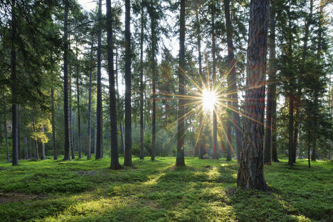 Sonne mit Sonnenstrahlen in einem Wald am Morgen, Dolomiten, Trentino, Italien, lizenzfreies Stockfoto