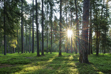 Sonne mit Sonnenstrahlen in einem Wald am Morgen, Dolomiten, Trentino, Italien - RUEF02093