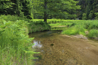 Kirnitzsch River, Elbe Sandstone Mountains, Saxon Switzerland National Park, Saxony, Germany - RUEF02094