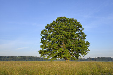 Single oak tree in a field, Baden-Wurttemberg, Germany - RUEF02109