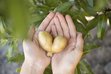Woman's hands holding heartshaped potato - ECPF00369