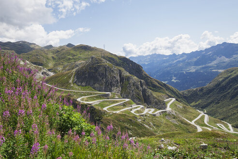 Schweiz, Tessin, Gotthardpass, Feuergras im Vordergrund - GWF05847