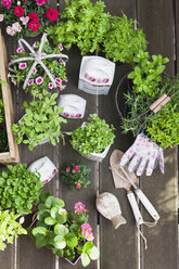 Planting herbs and flowers in to vintage storage pots for indoor farming - GWF05852