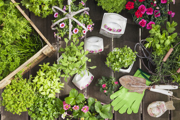 Planting herbs and flowers in to vintage storage pots for indoor farming - GWF05856