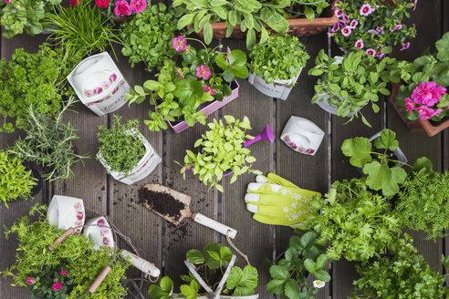 Einpflanzen von Kräutern und Blumen in alte Vorratstöpfe für den Indoor-Anbau - GWF05857