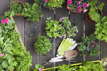 Anpflanzen von Kräutern und Blumen für den Indoor-Anbau auf dem Balkon - GWF05858