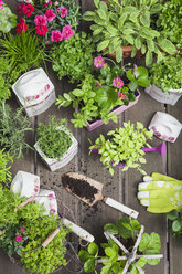 Einpflanzen von Kräutern und Blumen in alte Vorratstöpfe für den Indoor-Anbau - GWF05859