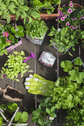 Einpflanzen von Kräutern und Blumen in alte Vorratstöpfe für den Indoor-Anbau - GWF05860