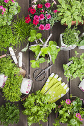 Planting herbs and flowers in to vintage storage pots for indoor farming - GWF05861