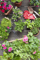 Anpflanzen von Kräutern und Blumen für den Indoor-Anbau auf dem Balkon - GWF05862