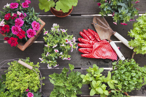 Anpflanzen von Kräutern und Blumen für den Indoor-Anbau auf dem Balkon - GWF05863