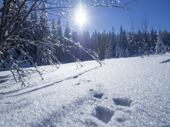 Deutschland, Naturpark Oberer Bayerischer Wald, schneebedeckte Winterlandschaft mit Hasenduft - HUSF00009