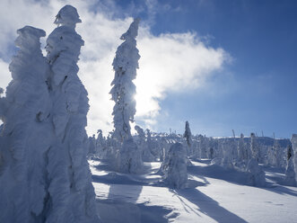 Deutschland, Naturpark Oberer Bayerischer Wald, Winterlandschaft mit schneebedeckten Nadelbäumen - HUSF00011