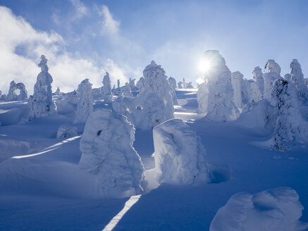 Deutschland, Naturpark Oberer Bayerischer Wald, Winterlandschaft mit schneebedeckten Nadelbäumen im Gegenlicht - HUSF00012