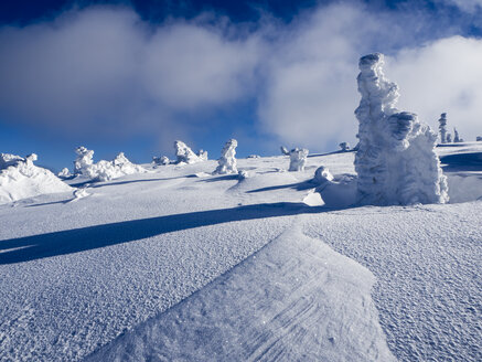 Deutschland, Naturpark Oberer Bayerischer Wald, Winterlandschaft mit schneebedeckten Nadelbäumen und Schneeverwehung - HUSF00013