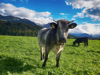 Germany, Bavaria, Upper Allgaeu, cows on pasture - ALEF00093