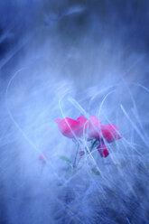 Pink roses in blurred environment - DSGF01802