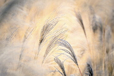 Reed, gras-like plants of Costa Brava. Girona - DSGF01808