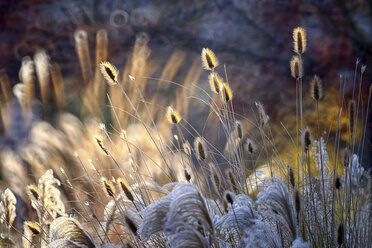 Reed, gras-like plants of Costa Brava. Girona - DSGF01811