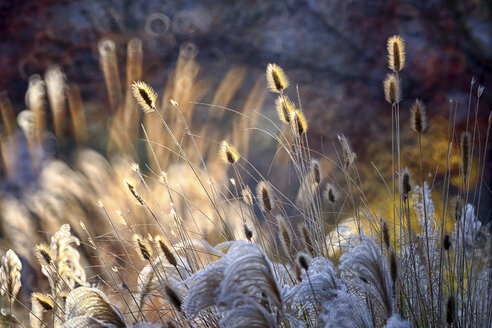 Reed, gras-like plants of Costa Brava. Girona - DSGF01811