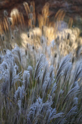 Reed, gras-like plants of Costa Brava. Girona - DSGF01812