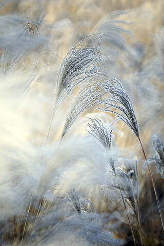 Reed, gras-like plants of Costa Brava. Girona, lizenzfreies Stockfoto