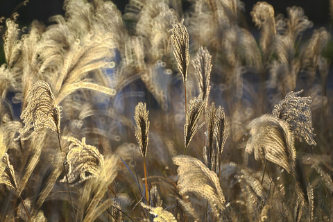 Reed, gras-like plants of Costa Brava. Girona, lizenzfreies Stockfoto