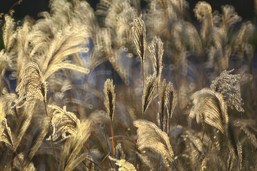Reed, gras-like plants of Costa Brava. Girona - DSGF01814