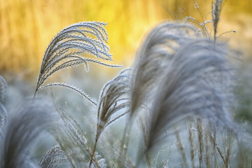 Reed, gras-like plants of Costa Brava. Girona - DSGF01815