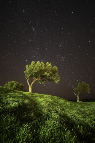 Spanien, Cadaques, Olivenbäume unter Sternenhimmel, lizenzfreies Stockfoto